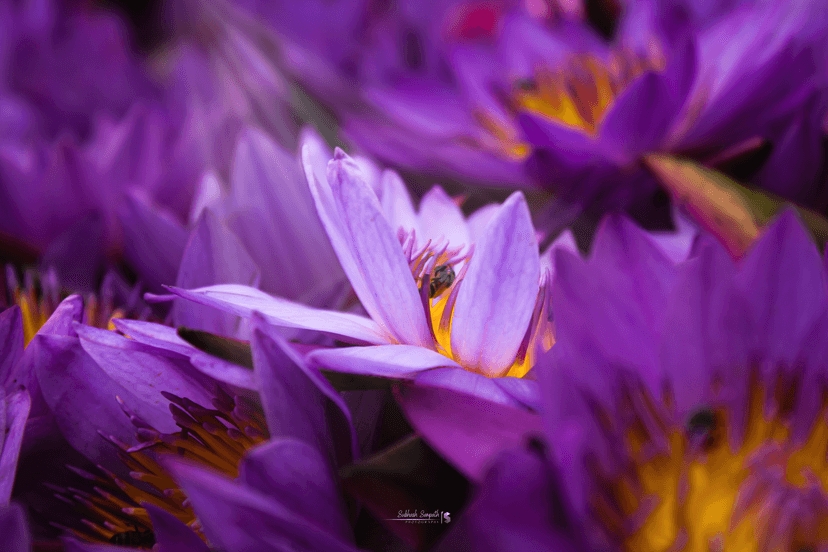 Nature Photography Series